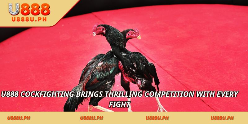 50JILI Cockfighting brings thrilling competition with every fight