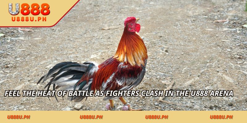 Feel the heat of battle as fighters clash in the 50JILI arena